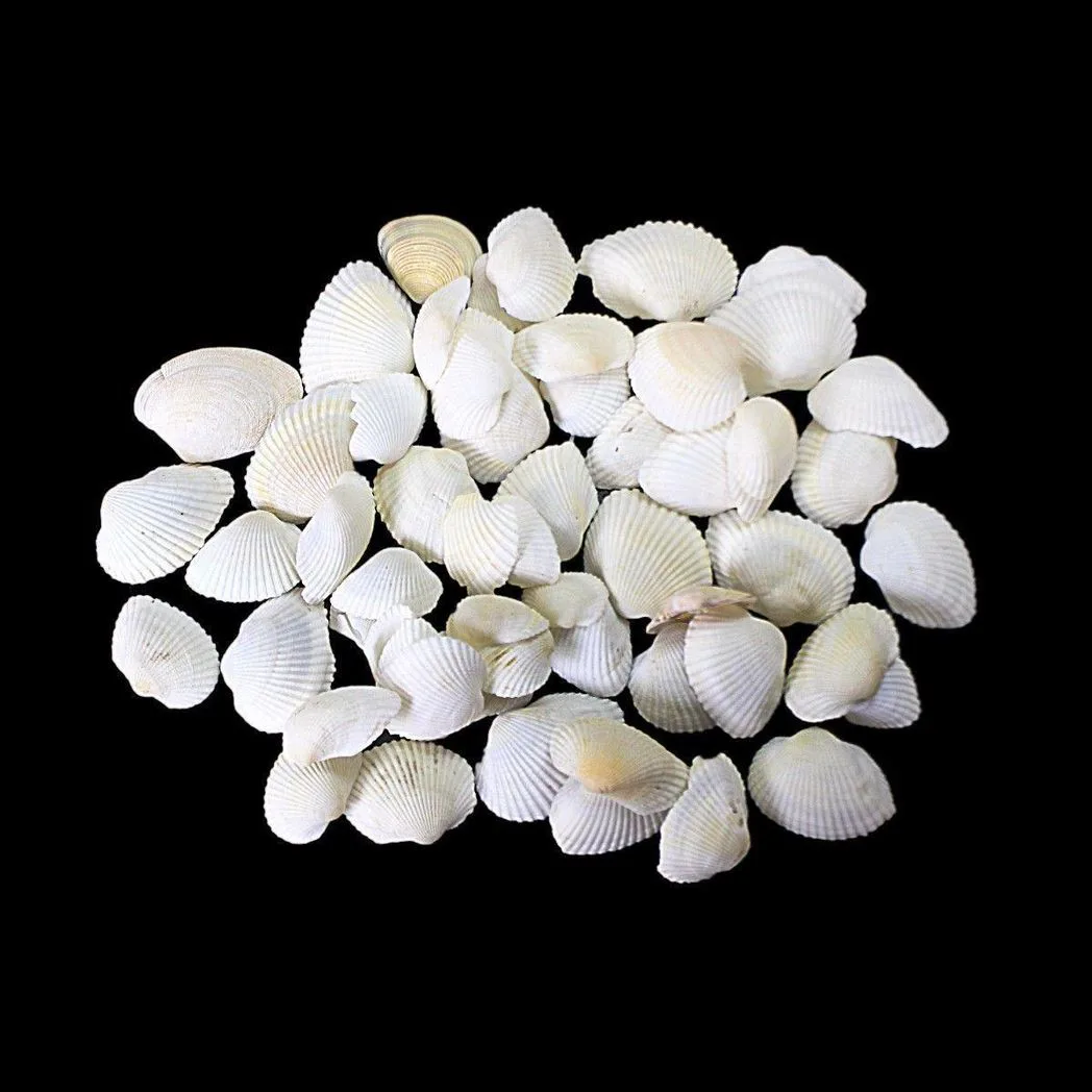Pack Of Coral Sea Shells Decor Perfect Aquarium Sea Shells